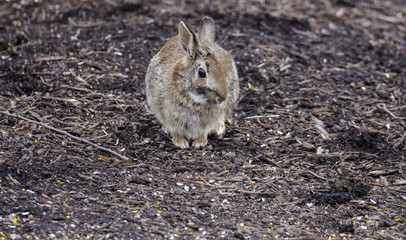 Cottontail Rabbit