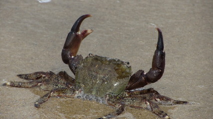 crab