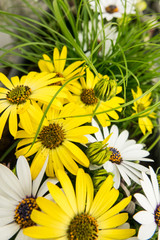 background of colorful yellow and white daisy flowers