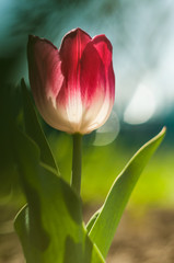 Tulip Flower macro photography