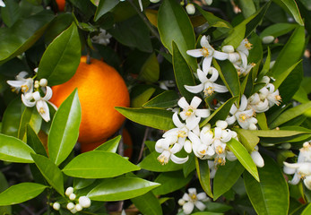 Valencian orange and orange blossoms. Spain.Spring
