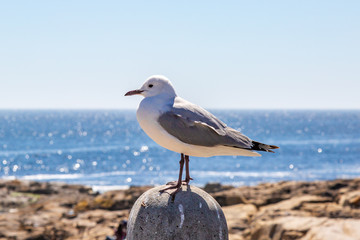A Seagull Perched on a Post