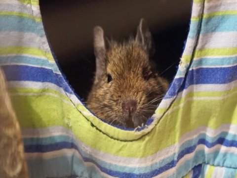 Koszatniczka wygląda "z okienka"