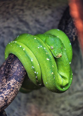 live green python