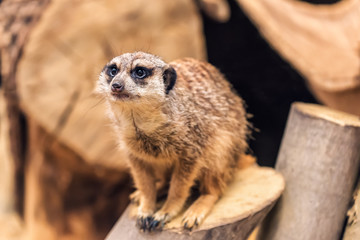 Fototapeta premium live meerkat (suricate)