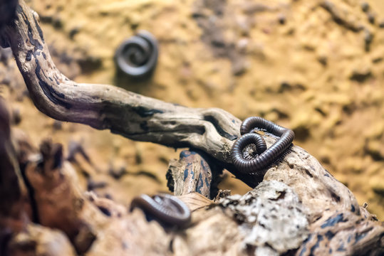 live brown millipedes
