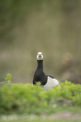 Barnacle goose