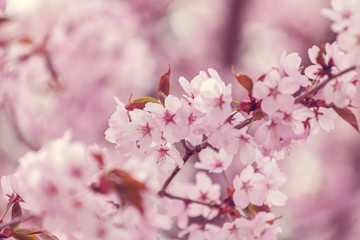 Spring cherry blossoms