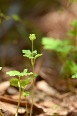 レンプクソウの花
