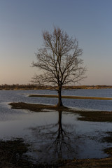 A lonely tree standing amid a spilled river