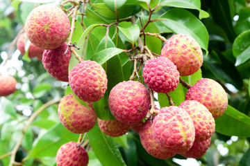 Lychee on tree ,fruit Asia Thailand