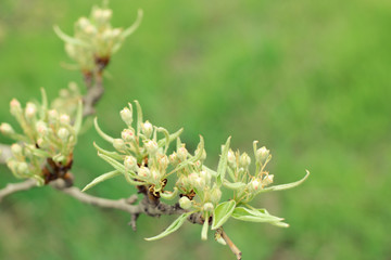 Young leaves and buds of pears.