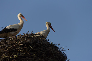 Two storks sitting in the nest against the blue sky