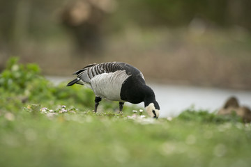 Barnacle goose