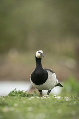 Barnacle goose