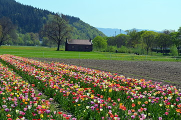 Tulpenbl&uuml;te an der Dreisam in Freiburg