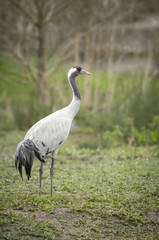 Obraz na płótnie Canvas Common Crane
