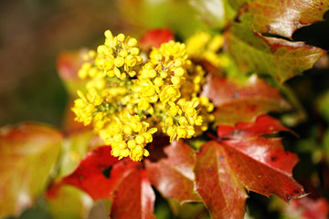 Yellow blossom as first sign of spring, Germany