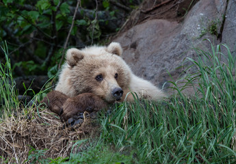 Female brown bear resting in the grass on a cliff ledge in Alaska