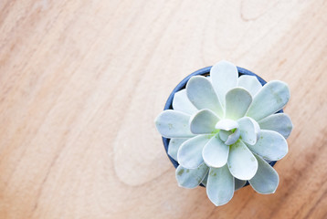 top view of succulents plant on wooden table with copy space,  cactus with modern background