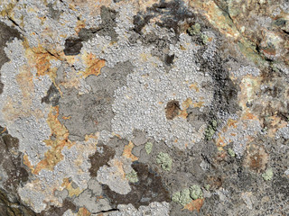 Old stone surface covered with moss. Natural colorful stone texture