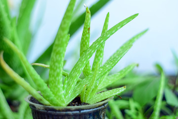Close up Fresh aloe vera leaves , tropical green plants
