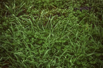 Water drops on fresh artistc grass background. Green grass background