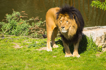 Beautiful lion in front of a pond