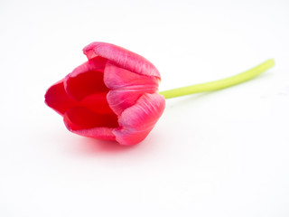 Tulpe rot freigestellt