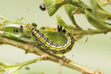 Raupe des Buchsbaumzünslers Cydalima perspectalis