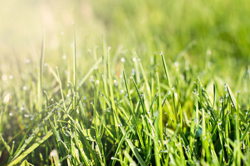 Young green grass with dew.