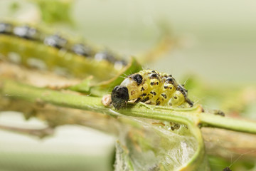 Raupe von Buchsbaumzünslers Cydalima perspectalis