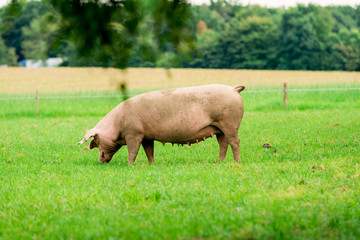 Fototapeta na wymiar Farmland with pigs. Pastureland in valley