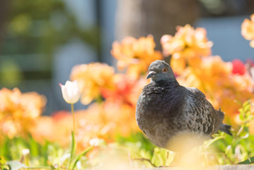 花畑の中にいる鳩
