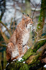 Portrait of lynx  in  Forest