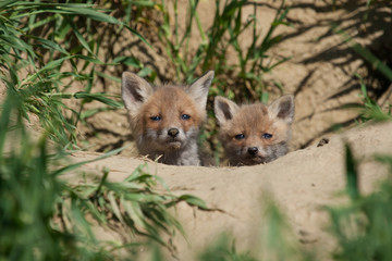 two young fox in a meadow