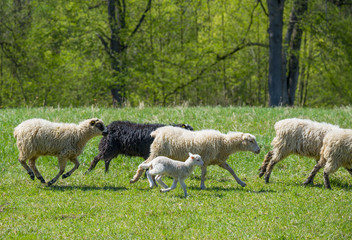 a flock of sheep on a spring meadow
