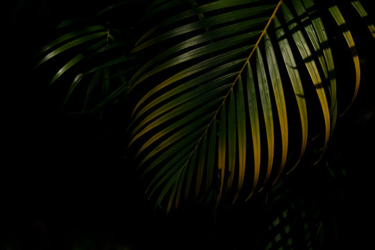 green and yellow palm leaves in the forest