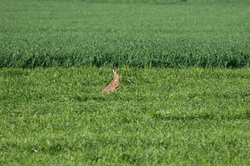 Obraz na płótnie Canvas rabbit bunny eastern
