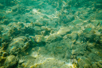 Few tropical fishes is swimming at green sea water.