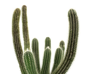 Beautiful cactus isolated on white background, green color, succulent in the small pot, top view.