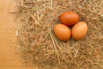 Eggs in a nest made of grass