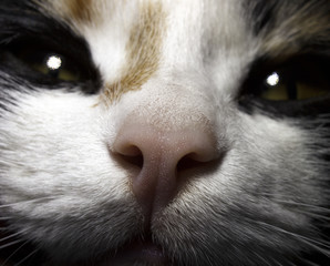 cat's nose close-up