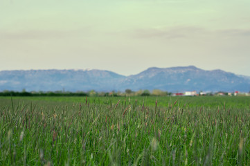 Fototapeta premium countryside nature of Tirana Albania