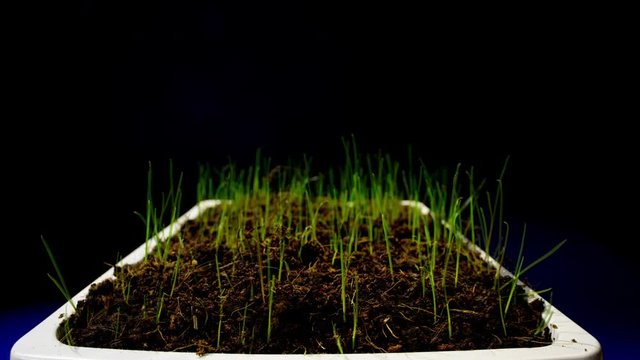 Time-lapse of grass and oat growing.