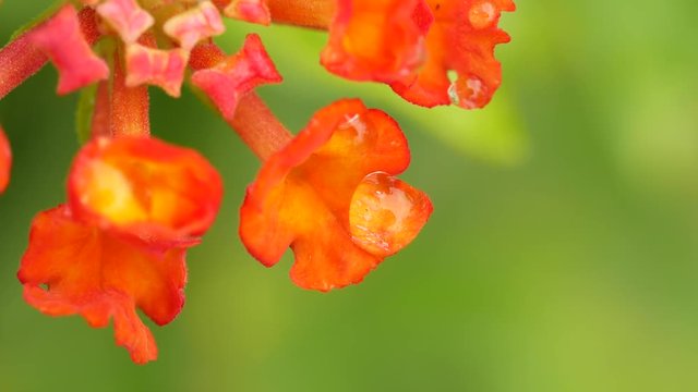 The Water Drop on Orange Hedge Flower Swaying in The Breeze