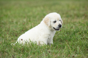 Nice golden retriever puppy