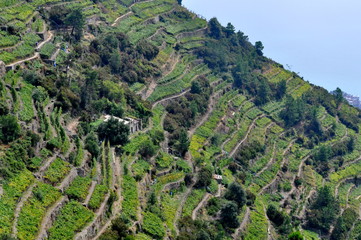 Fototapeta na wymiar Vineyards of Cinque Terre, Italy