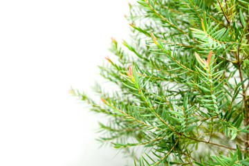 close up of pine leaf with blur background