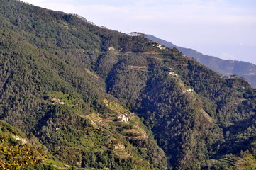 Vineyards of Cinque Terre, Italy